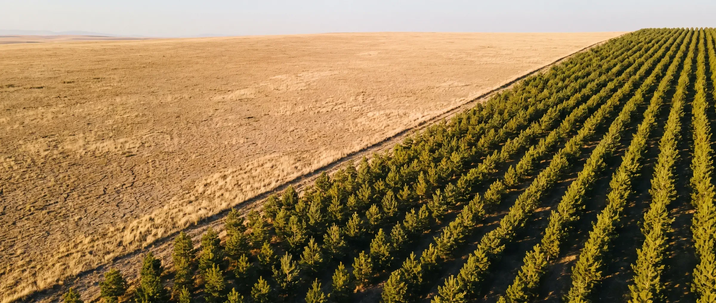 Aerial view of the diagonal edge between dry steppe and young pine rows