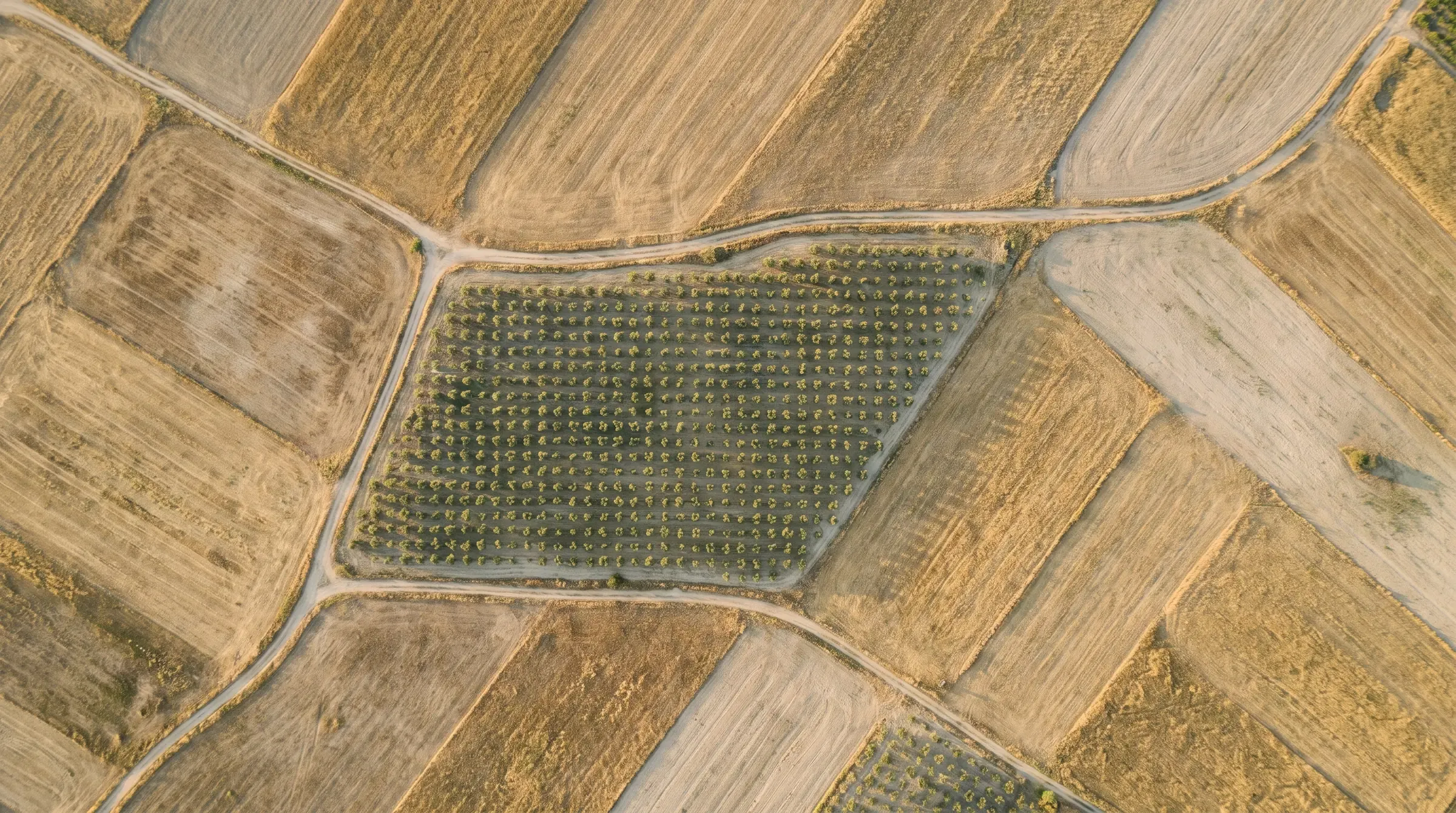 Top-down view of one planted parcel among straw-coloured fields