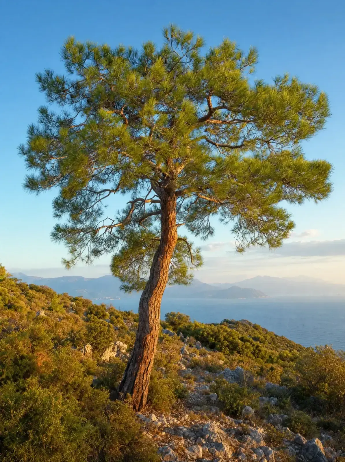 Kızılçam (Pinus brutia)